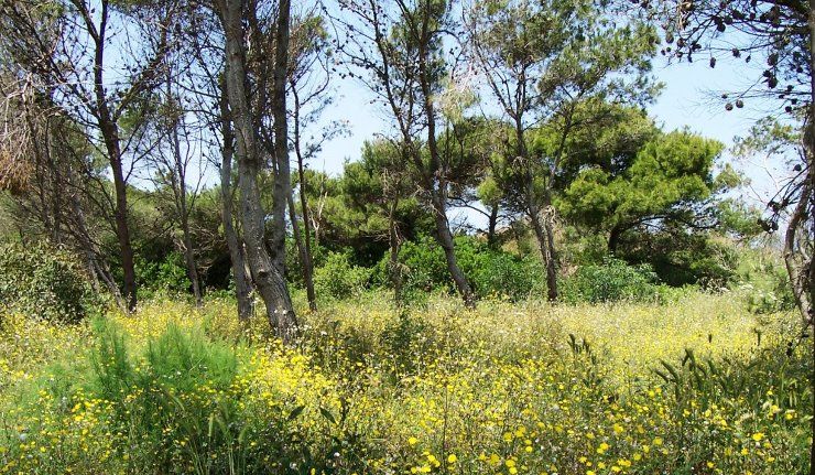 La macchia mediterranea